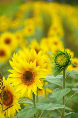 Salem Sunflowers clipart