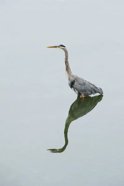 stock image Gret Blue Heron