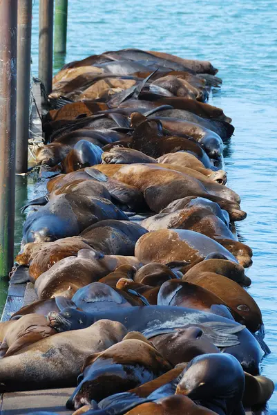 Leones marinos — Foto de Stock