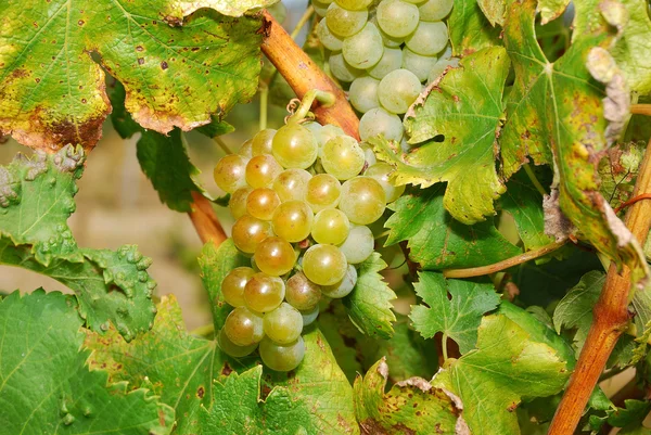Umpqua szőlő — Stock Fotó