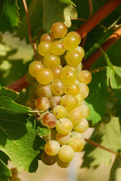 Grapes of Umpqua — стоковое фото