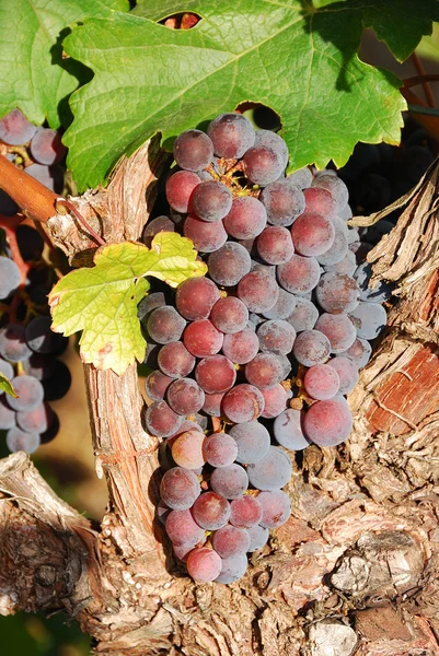 Grapes of Umpqua — стоковое фото