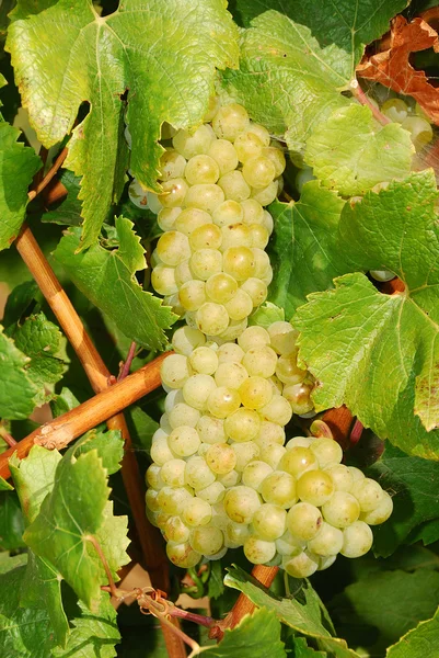 Umpqua Grapes — Stock Photo, Image