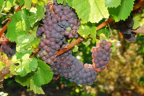 Umpqua winogron — Zdjęcie stockowe