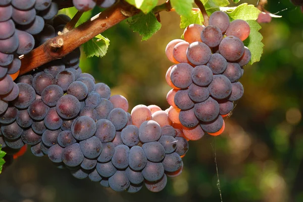 Umpqua druiven — Stockfoto