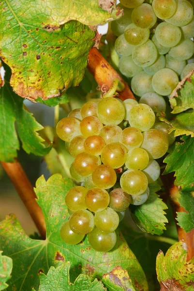 Umpqua винограду — стокове фото