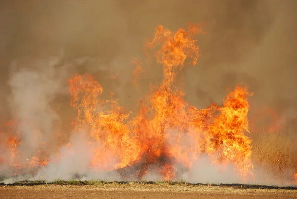 Pożar ścierniska owsa — Zdjęcie stockowe
