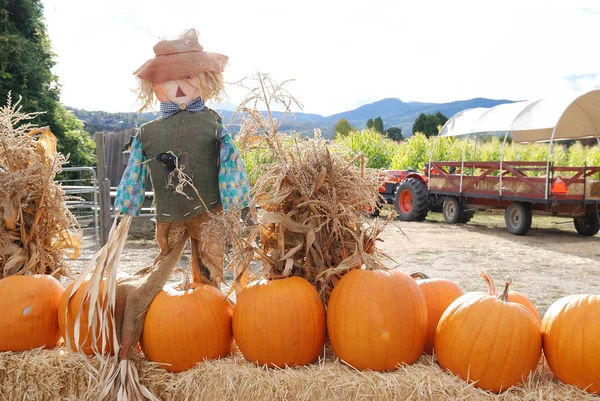 Pumpkins Scarecrow — Stock Photo, Image