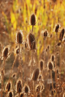 Boğa thistle