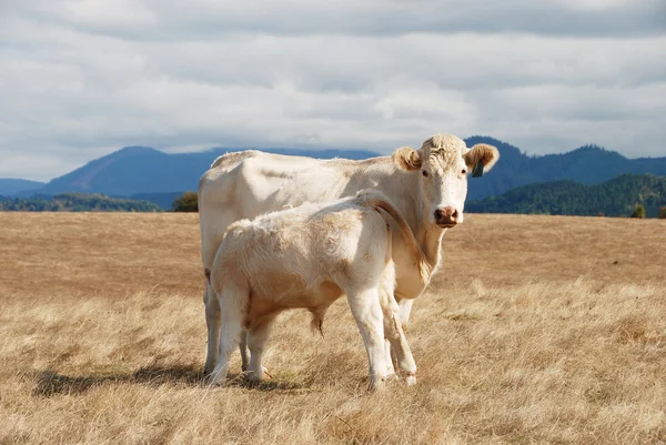 Корова шароле теля — стокове фото