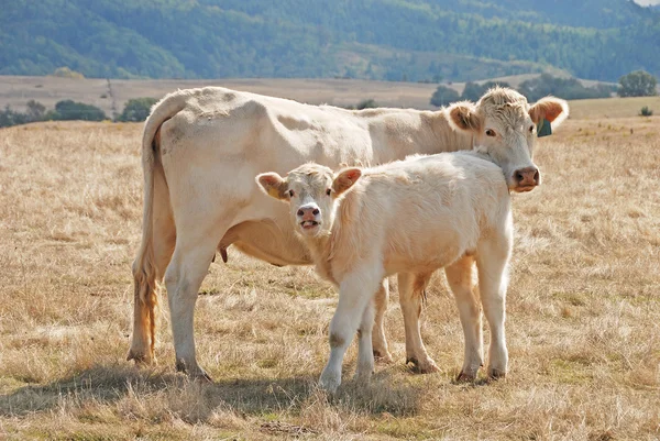 Charolais becerro de vaca — Foto de Stock
