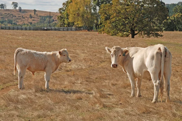 Charolais becerro de vaca — Foto de Stock