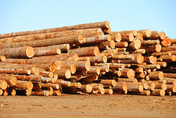 Log Deck — Stock Photo, Image