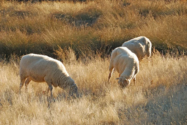 Pecore estive — Foto Stock