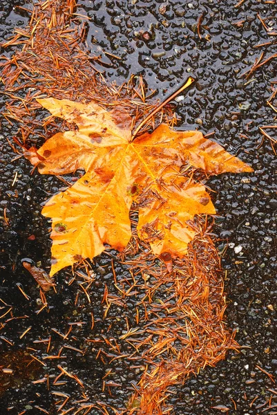 Podzim umpqua — Stock fotografie