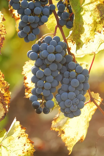 Herfst druiven — Stockfoto