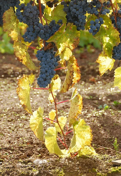 Autumn Grapes — Stock Photo, Image