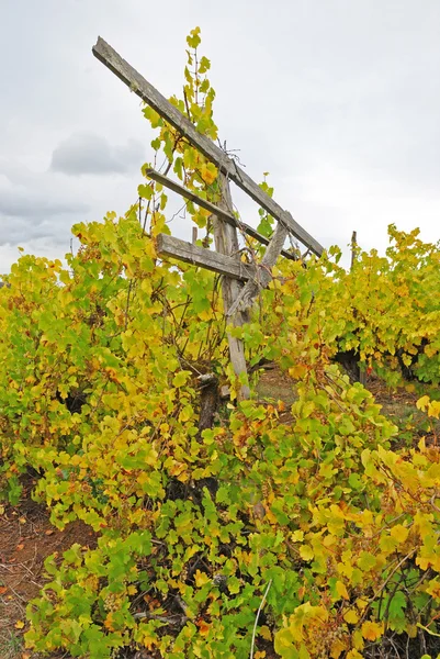 Jesień winogron — Zdjęcie stockowe