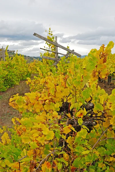 Осенний виноград — стоковое фото