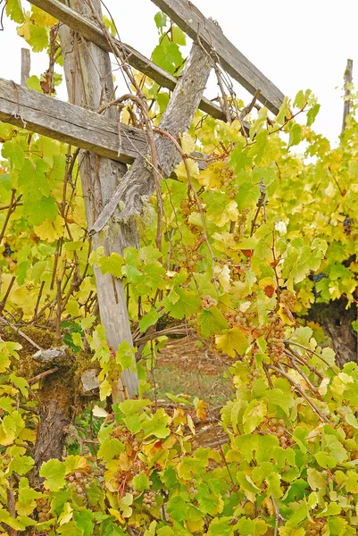 Herbsttrauben — Stockfoto