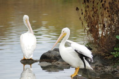 American Pelican clipart