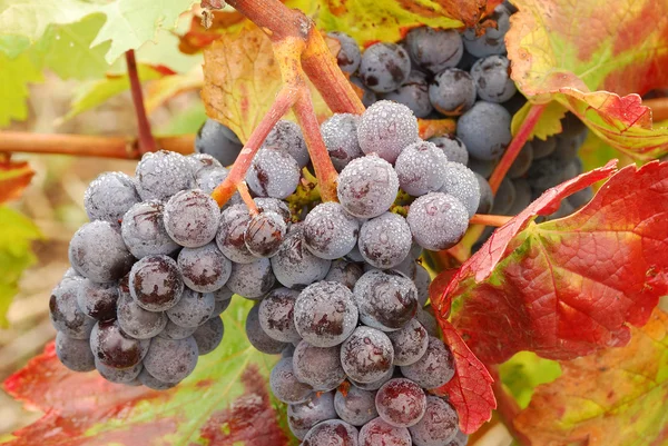 Ump Grapes — Stock Photo, Image