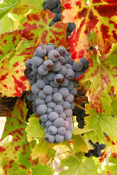 Ump Grapes — Stock Photo, Image
