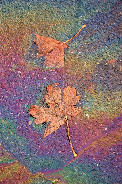 Leaf, Oil and Water — Stock Photo, Image