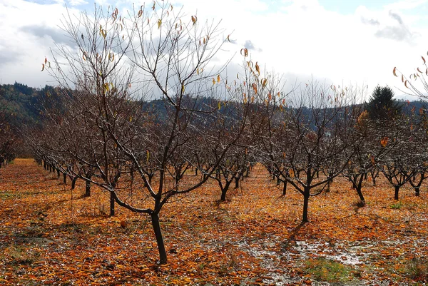 Fall Orchard — Stock Photo, Image