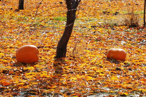 Podzimní sad — Stock fotografie