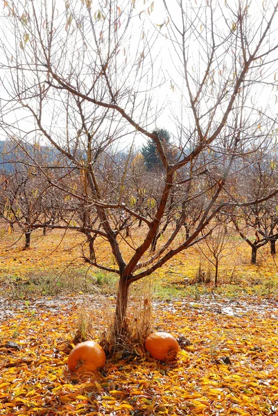 Huerto de otoño —  Fotos de Stock
