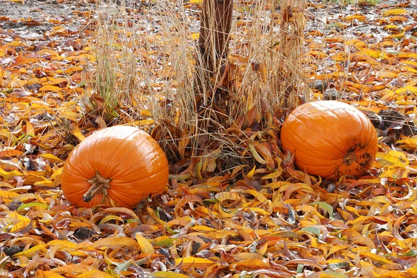 Huerto de otoño — Foto de Stock