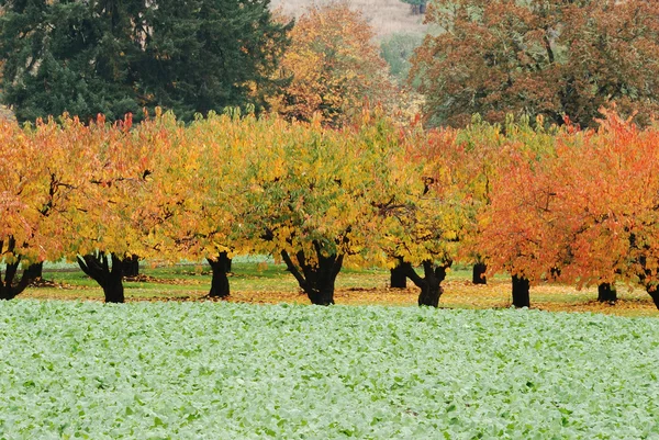 秋天的果园 — 图库照片