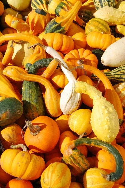 Fall Gourds — Stock Photo, Image