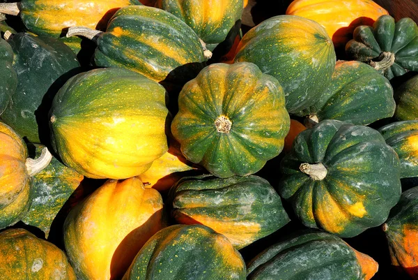 Fall Gourds — Stock Photo, Image