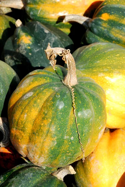 Melony, rosliny basztanowe upadku — Zdjęcie stockowe