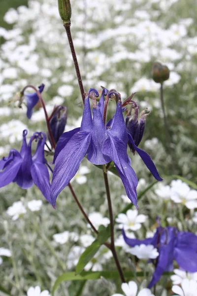 Hermosa floración — Foto de Stock