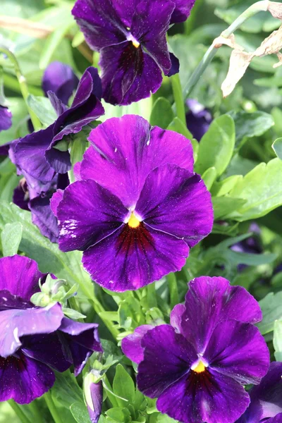 Krásný květ — Stock fotografie