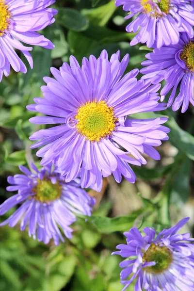 Beautiful bloom — Stock Photo, Image