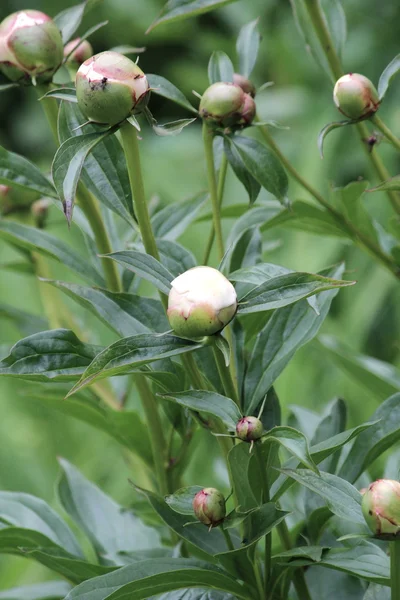 Mooie bloemen bloeien — Stockfoto