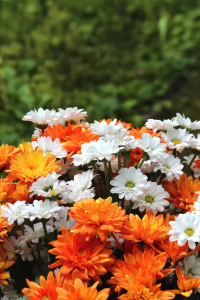 Schöne Blumen blühen — Stockfoto