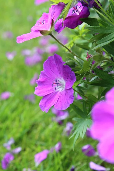 Beautiful flowers blossom — Stock Photo, Image