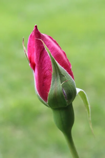 Mooie rode rozen — Stockfoto