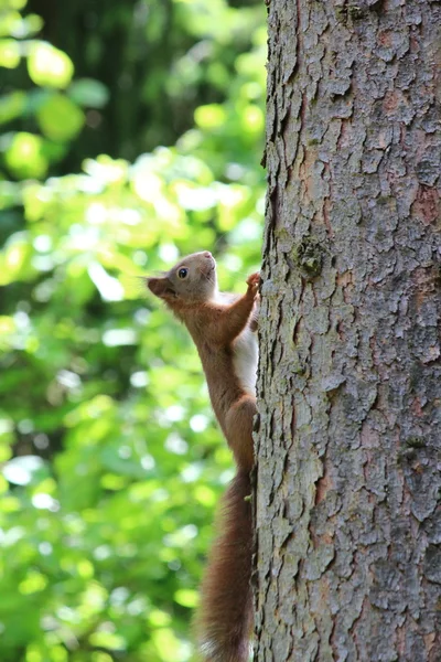 stock image A squirrel