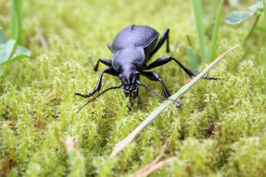 Stag beetle kadın