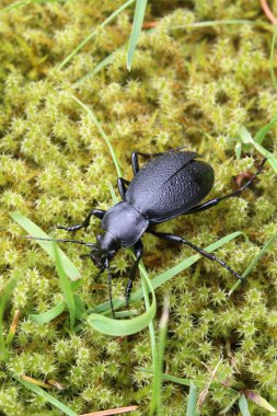 Stag beetle kadın