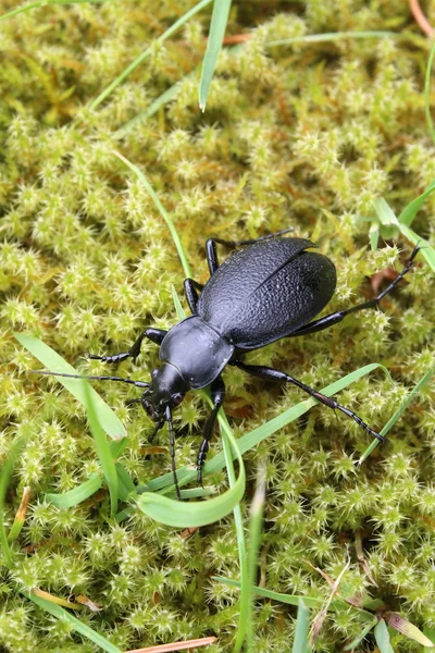 Stock image Stag beetle females