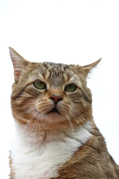 美しい猫 — ストック写真