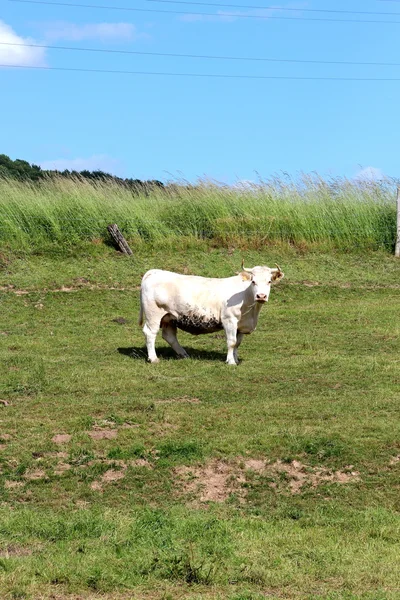 Una mucca bianca — Foto Stock