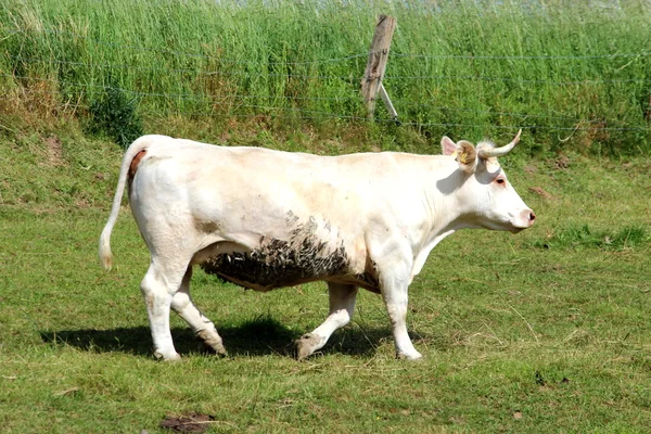 Beyaz bir inek — Stok fotoğraf